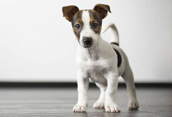 L'école de dressage de chiens #1 à Laval | Astuces Canines L'école de dressage de chiens #1 à Laval | Astuces Canines