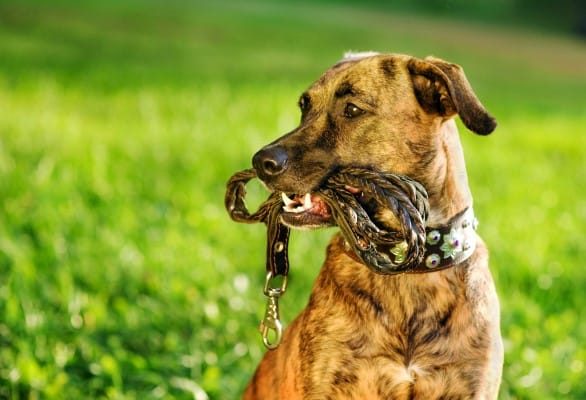 L'école de dressage de chiens #1 à Laval | Astuces Canines L'école de dressage de chiens #1 à Laval | Astuces Canines