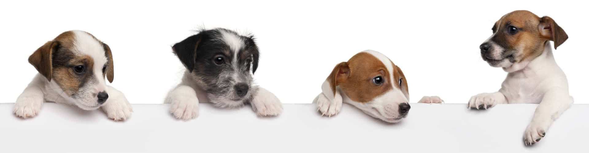 École de dressage à Laval | Centre canin Astuces Canines