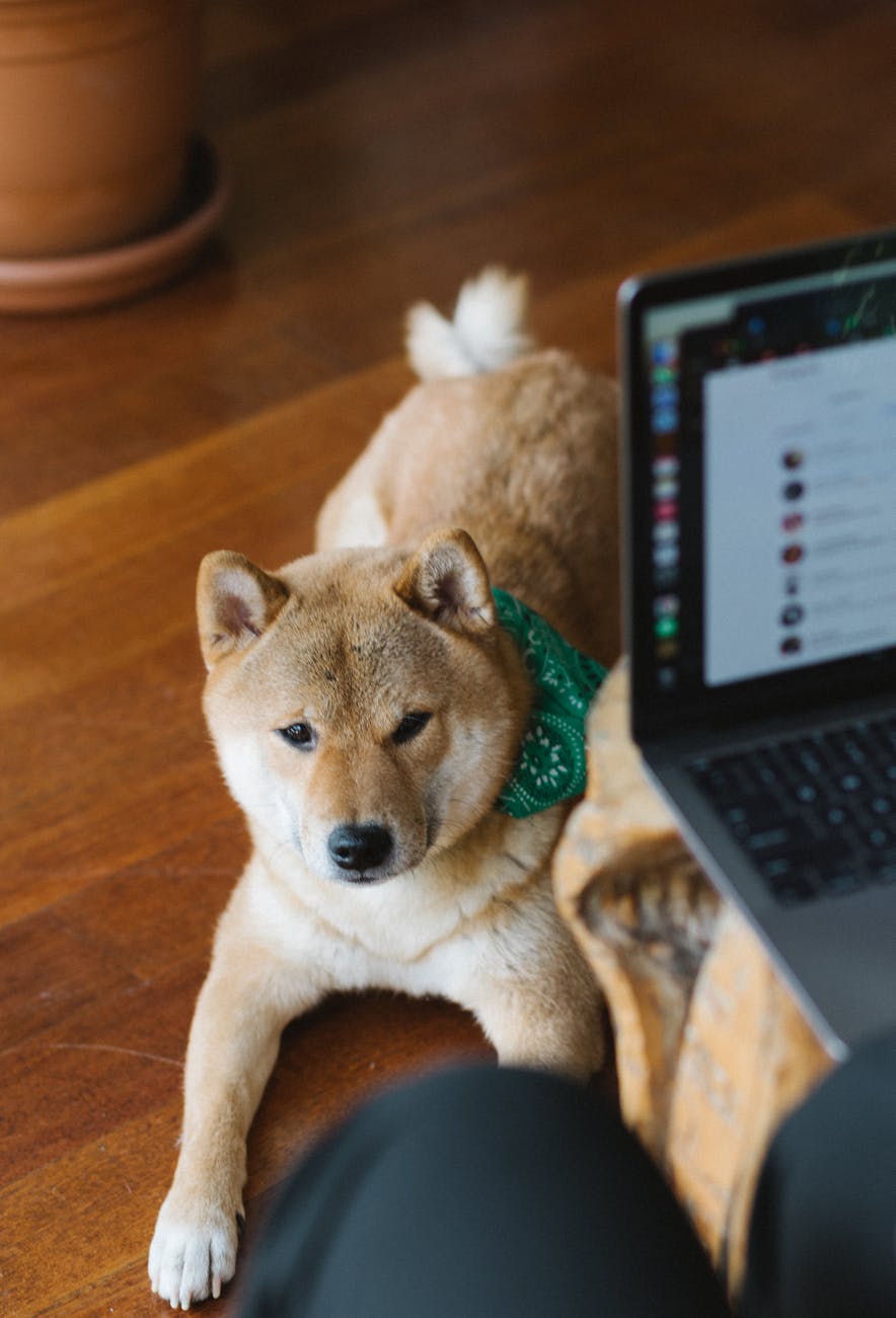 cute dog lying on floor near owner working on laptop