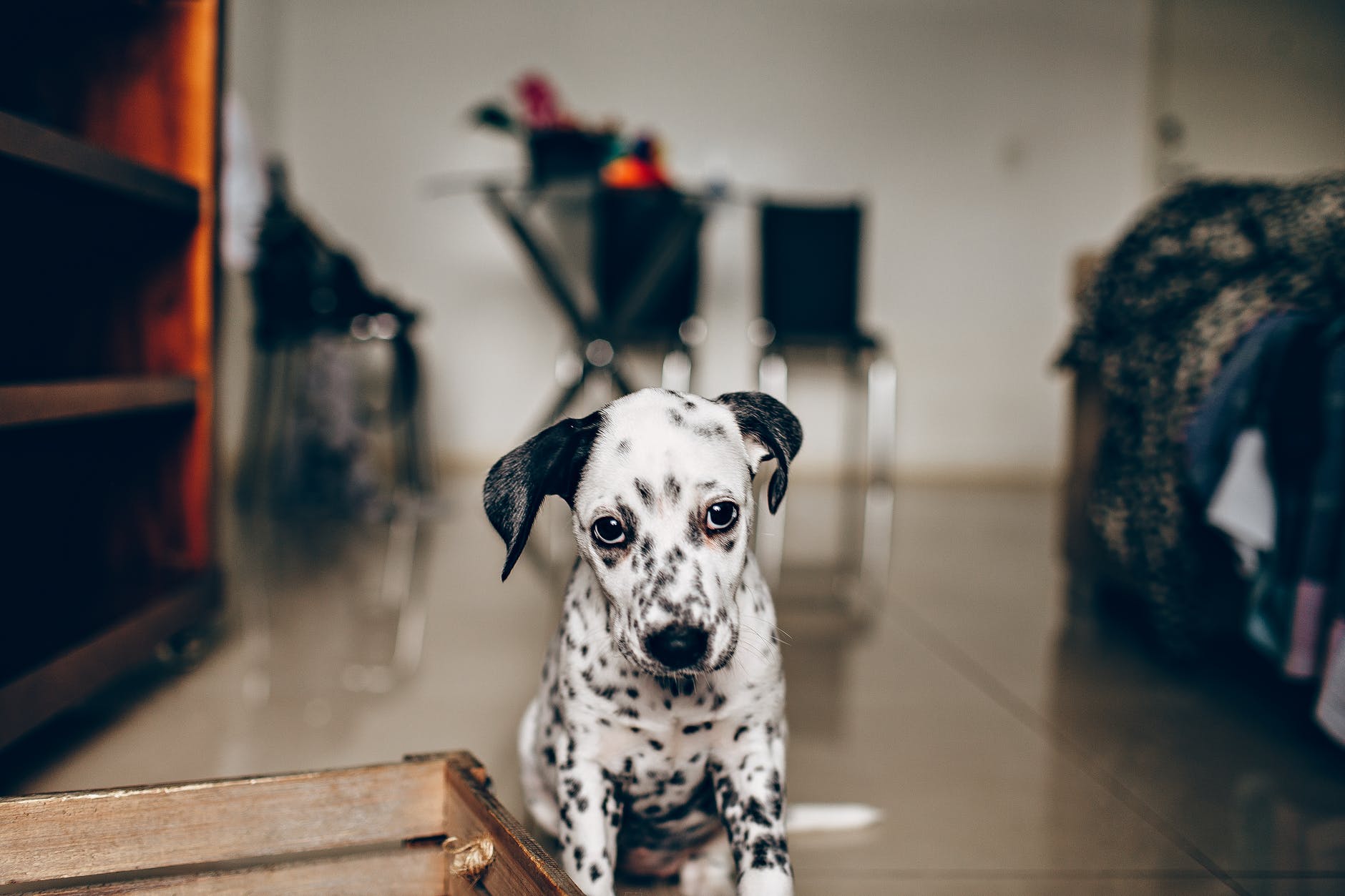 cute dalmatian dog sitting on floor in room