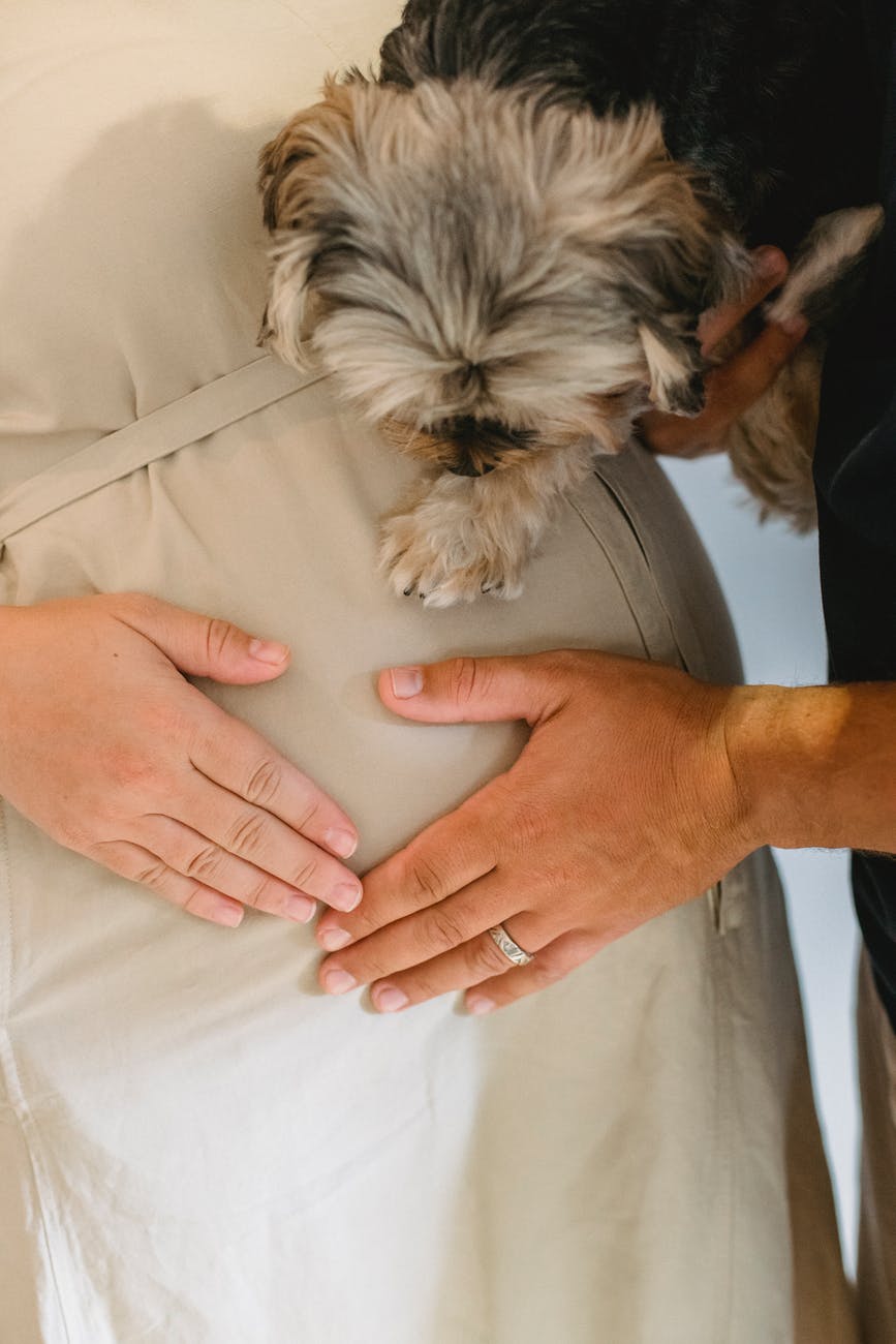 crop married couple and small dog touching pregnant belly