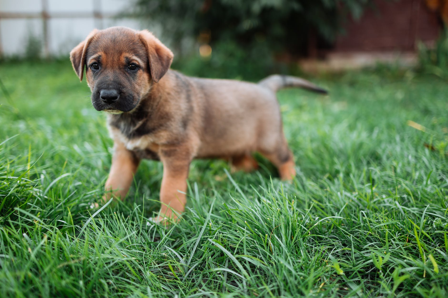brown and black short coated puppy running on green grass field
