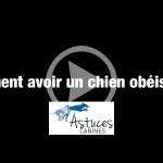Comment avoir un chien obéissant