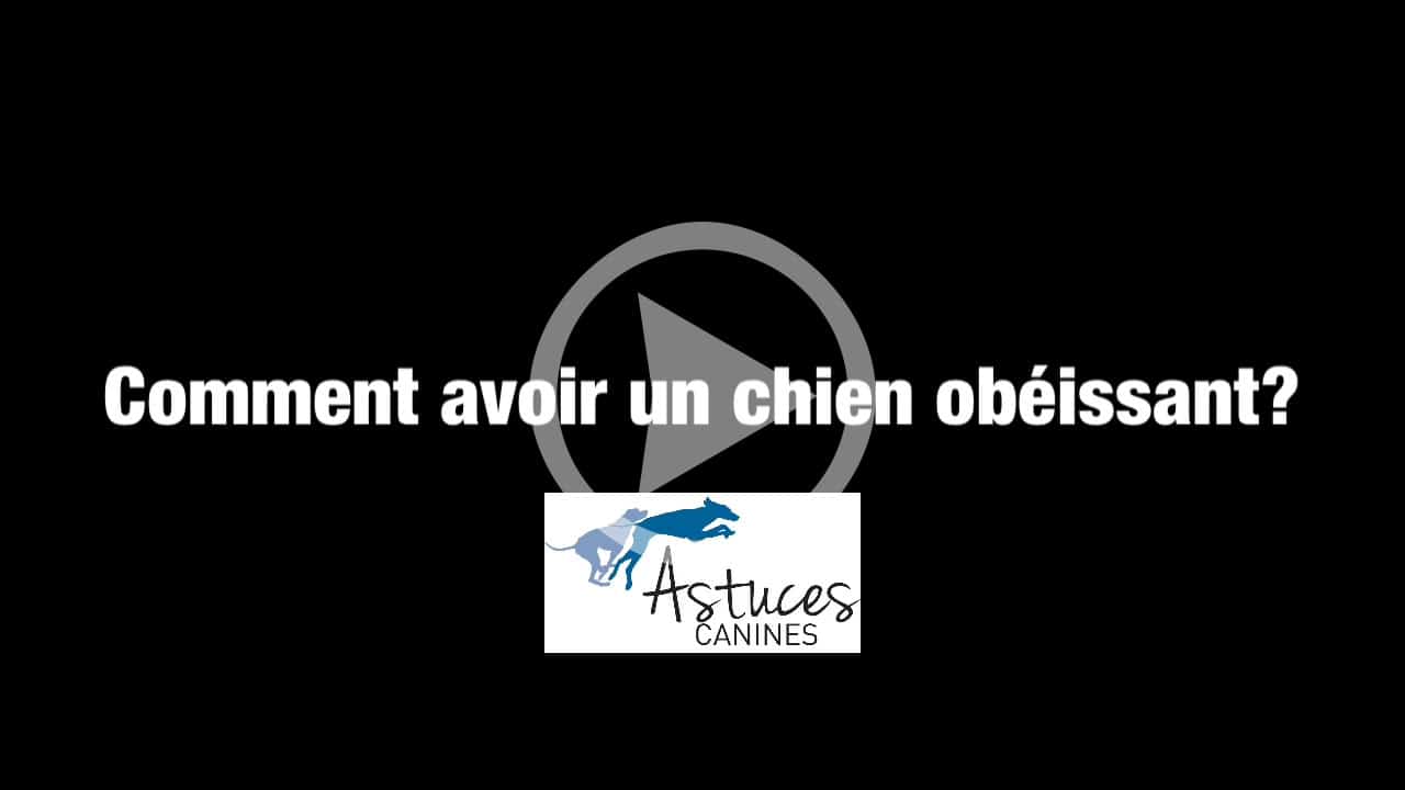 Comment avoir un chien obéissant