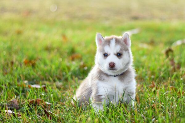 Essentiel pour un nouveau chiot