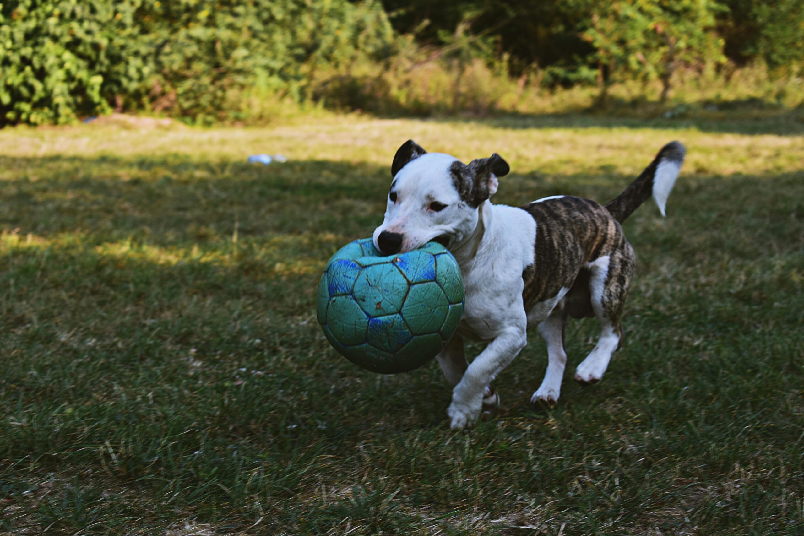 pexels-didsss-1383813 - chien jouant avec un ballon