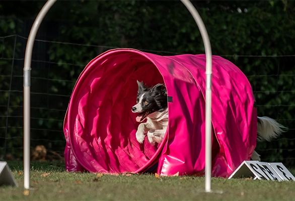 AdobeStock_388075309 - chien sortant d'un tunnel de hooper