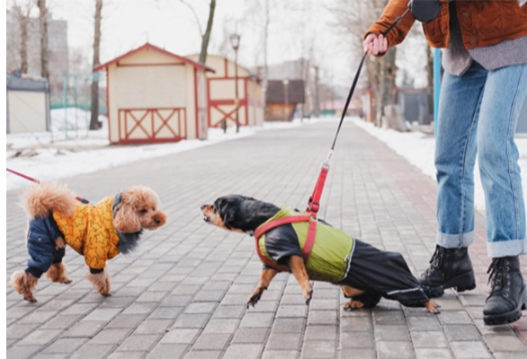 2 chiens en laisse, un chien réactif lors d'une rencontre avec un autre chien