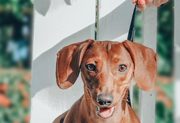 pexels-laura-baez-6071174_crop chien heureux d'avoir un cours clé en main