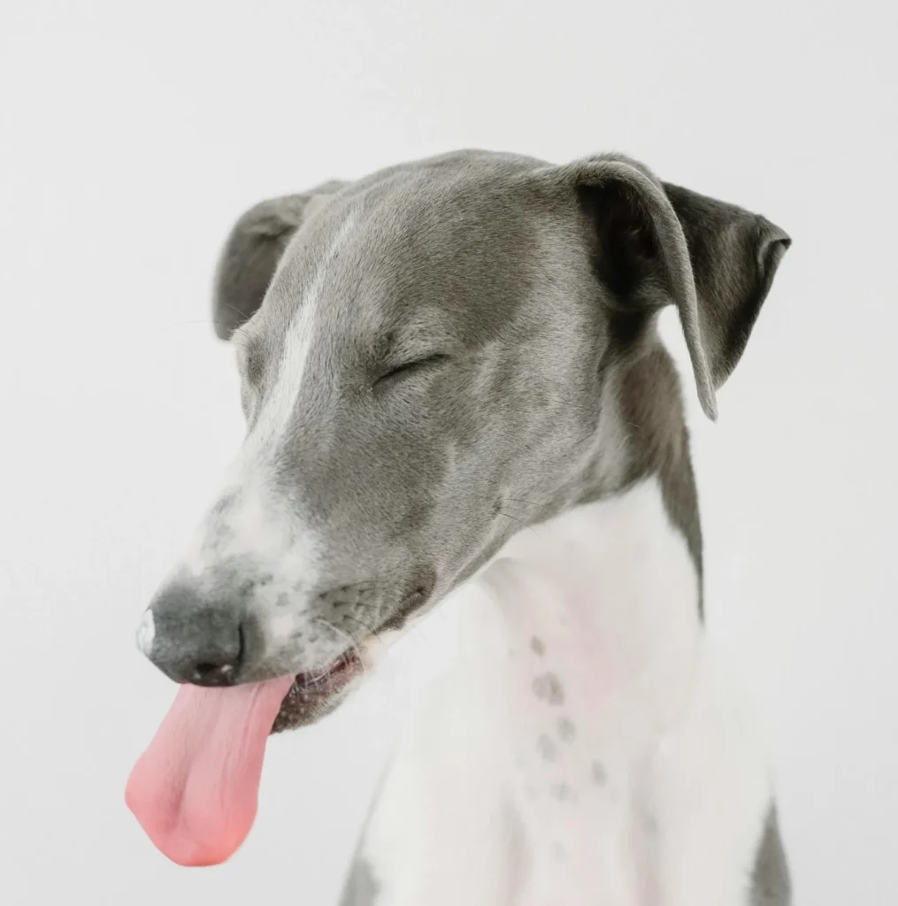 pexels-alinaskazka-14653224