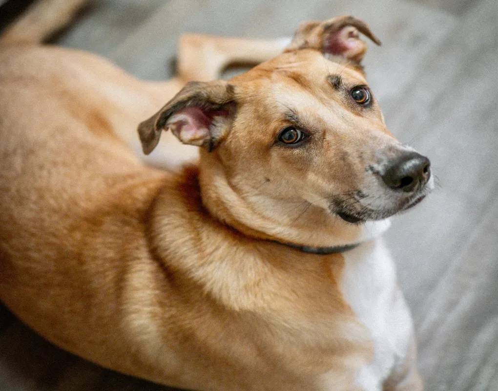 pexels-alteredsnaps-35212105