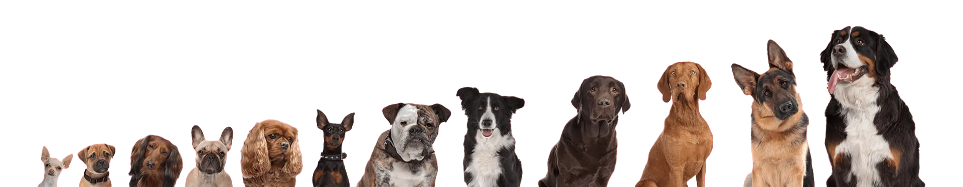 header_site_web_astuces_canines_dogs-e1653017495847