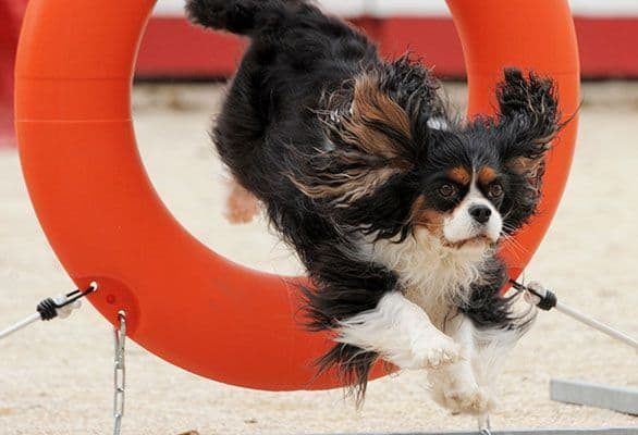 chien sautant dans un pneu d'agilité